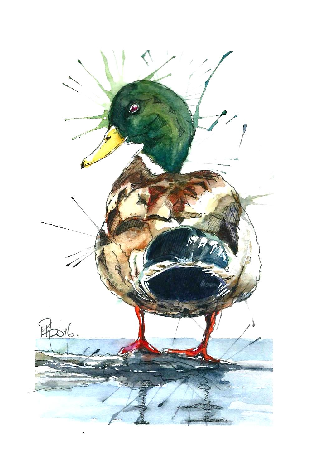 A real duck